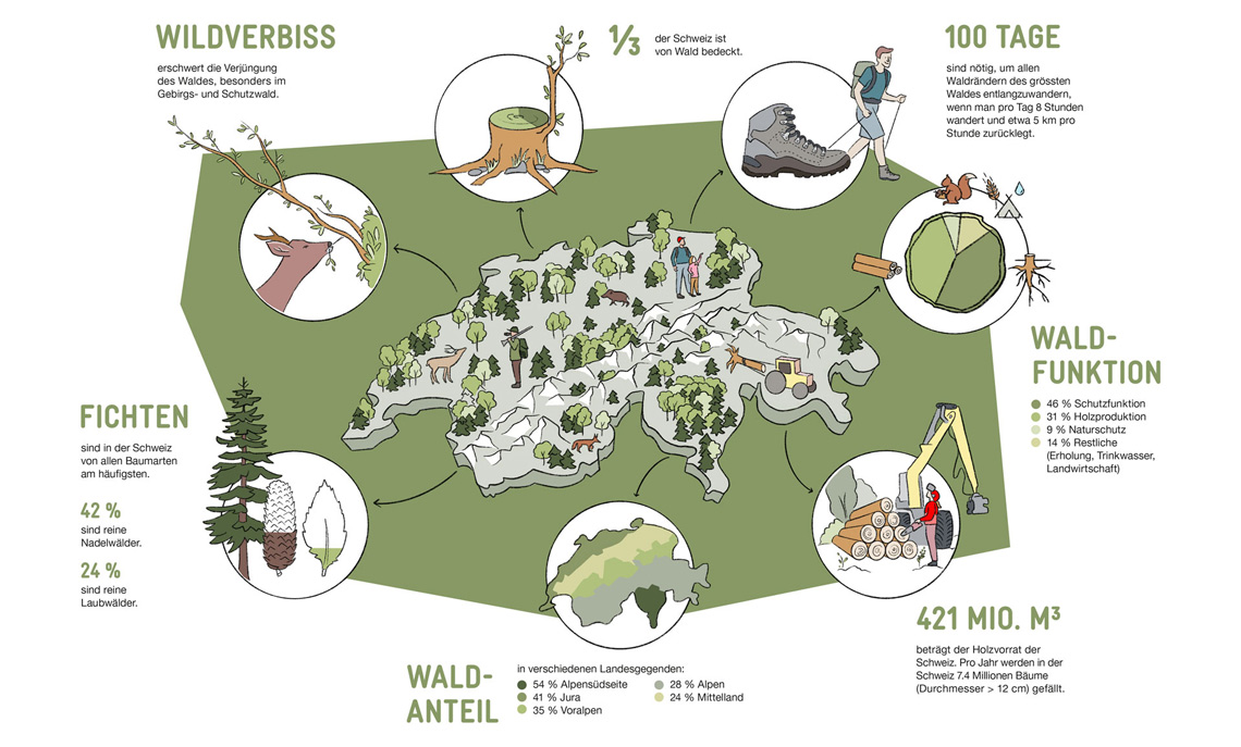 Dieses Bild zeigt eine Infografik des Schweizer Waldes.
